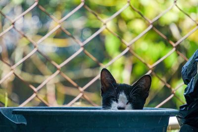 Close-up of cat outdoors