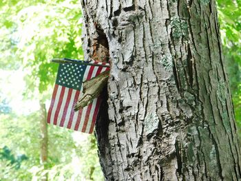 Close-up of flags hanging on tree trunk