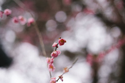 Close-up of insect on pink cherry blossom