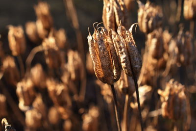 Close-up of wheat plant