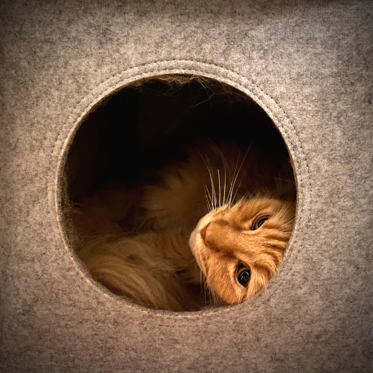 CLOSE-UP OF A CAT HIDING