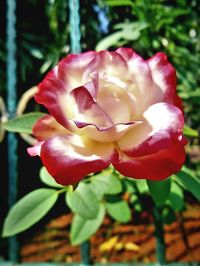 Close-up of red rose