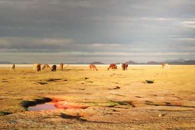 Horses grazing on landscape against dramatic sky