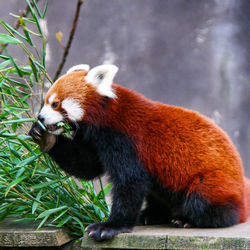 Dinner time for the red panda