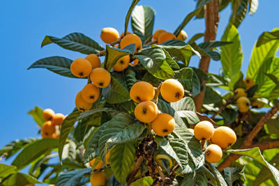 Low angle view of fruits on tree against sky