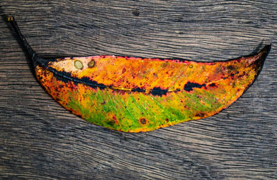 Close-up of autumn leaf on wood