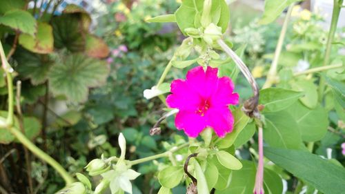 Close-up of flower blooming outdoors