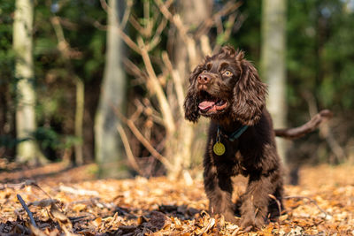 Portrait of dog standing on field