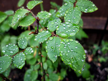Close-up of water drops on leaves
