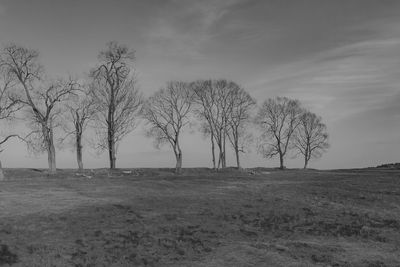 Bare trees on field against sky