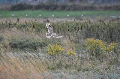 View of birds flying over land