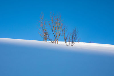 Bare tree against clear blue sky