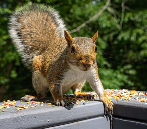 Close-up of squirrel eating food