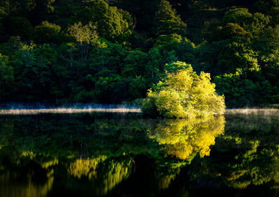 Scenic view of lake in forest