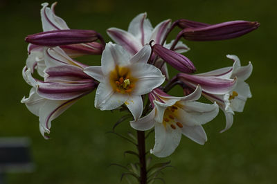 Close-up of white flowers