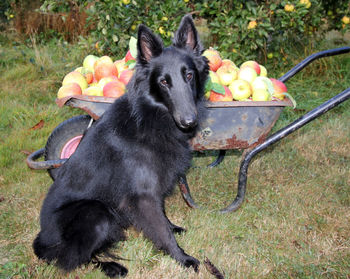 Dog standing on field