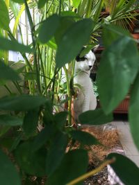 Close-up of lizard on tree