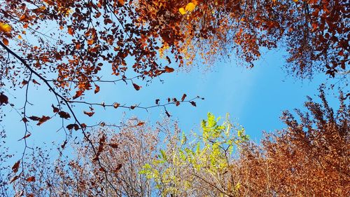 Low angle view of trees against sky during autumn