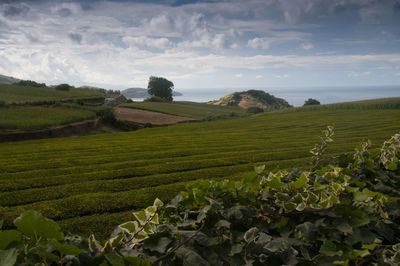 Scenic view of agricultural field against sky