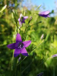 Close-up of purple flowering plant