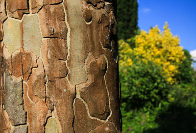 Close-up of tree trunk against sky