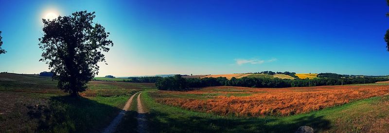 Scenic view of agricultural field against sky