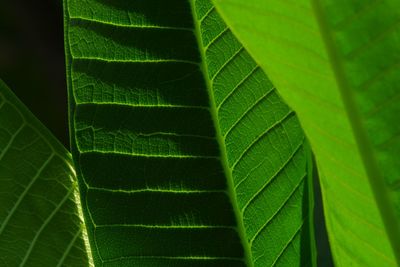 Full frame shot of green leaves