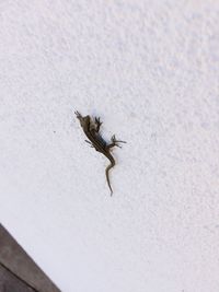 Low angle view of insect on railing