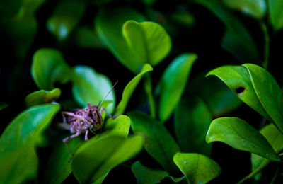 Close-up of insect on plant