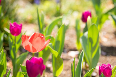 Close-up of pink tulips