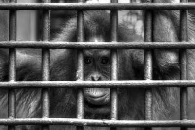 Portrait of monkey in cage at zoo