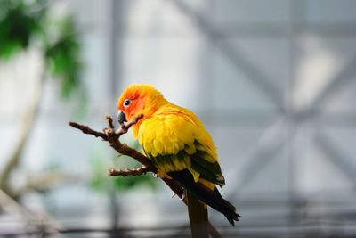 Close-up of parrot perching on branch