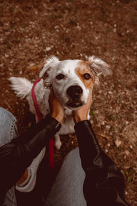 High angle portrait of dog on hand