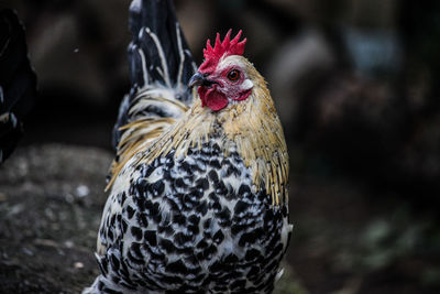 Close-up of rooster