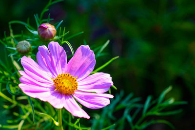 Close-up of pink cosmos flower