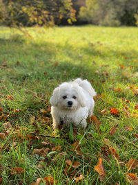 View of dog on field