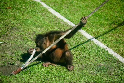 High angle view of lizard on field