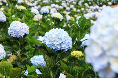 Close-up of white hydrangea