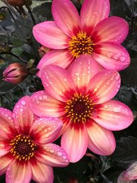 Close-up of pink flowers blooming outdoors