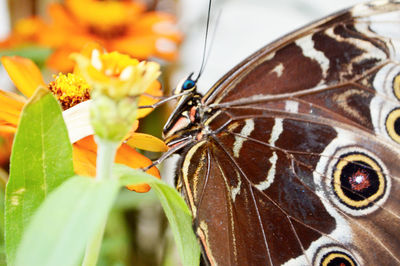 Close-up of butterfly pollinating on flower