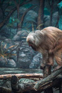 Monkey on branch in forest