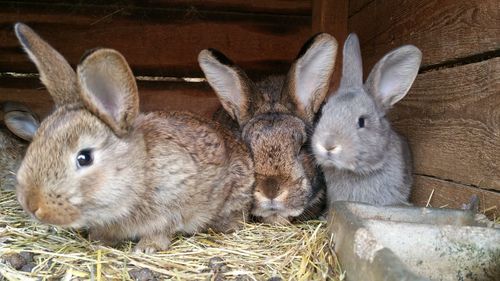 Close-up of bunnies