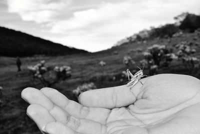 Close-up of hand holding insect