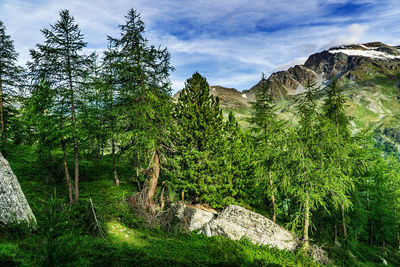 Scenic view of forest against sky