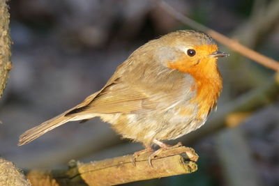 Close-up of bird perching outdoors