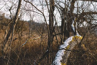 Bare trees on landscape