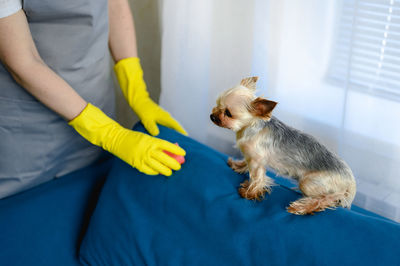 Woman in a apron and gloves cleans a sofa from dog hair. cleaning of the apartment. life with pets.