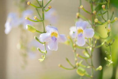 Close-up of purple flowering plant