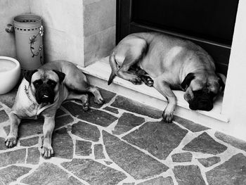 Dog sleeping puppy
