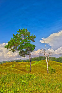 Trees on field against blue sky